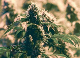 Health and Safety: High Times