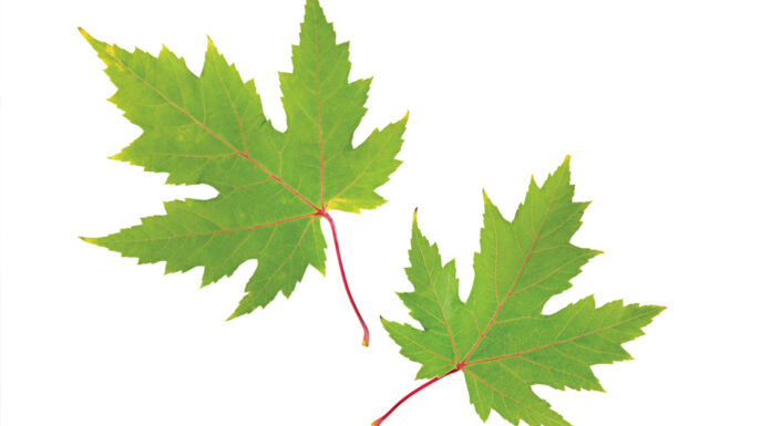 The need for immigration in the residential construction sector